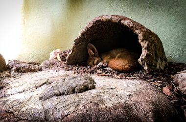 a small animal is curled up in a cave